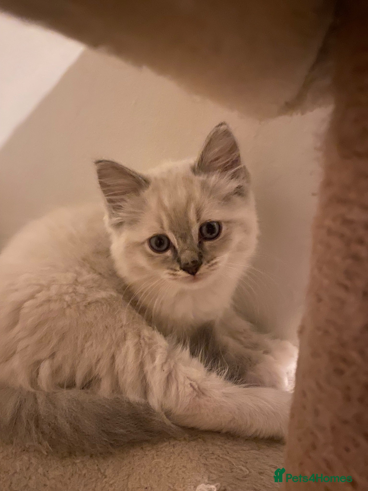Ragdoll cats Beautiful purebred ragdoll kittens  - Advert 2