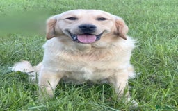 Golden Retriever dogs for sale: Last golden retriever male puppy for sale  - Image 9