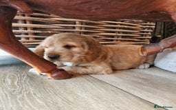 Cocker Spaniel dogs for sale: 🐾 KC Show Cocker Puppies 💛 Fully Health Tested  - Image 17