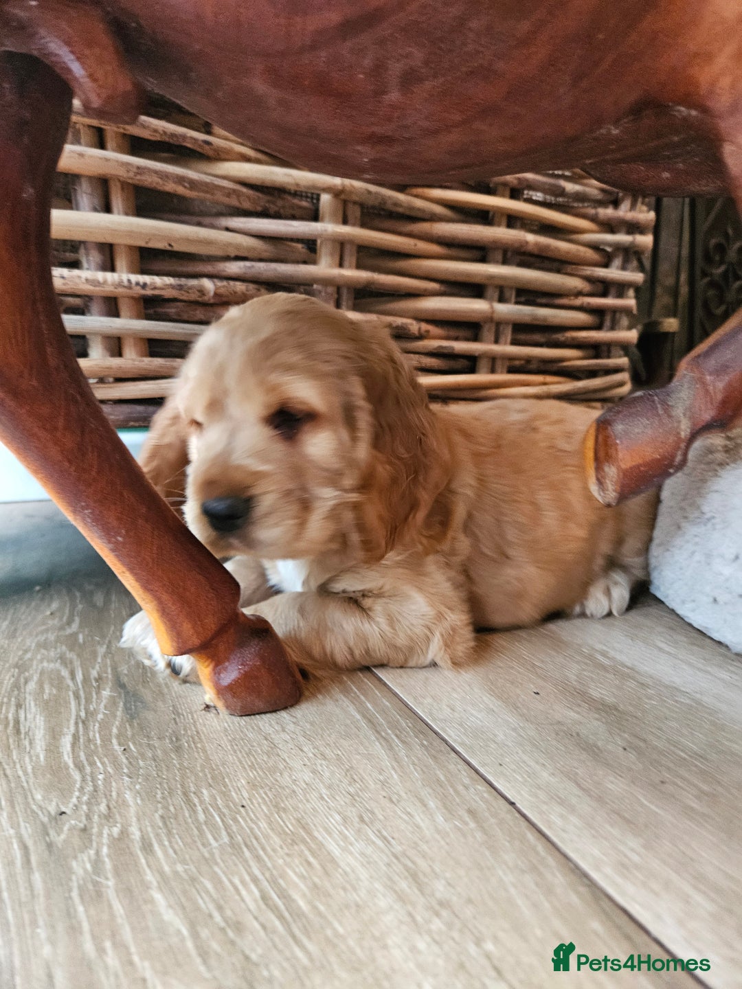 Cocker Spaniel dogs for sale: 🐾 KC Show Cocker Puppies 💛 Fully Health Tested  - Image 17