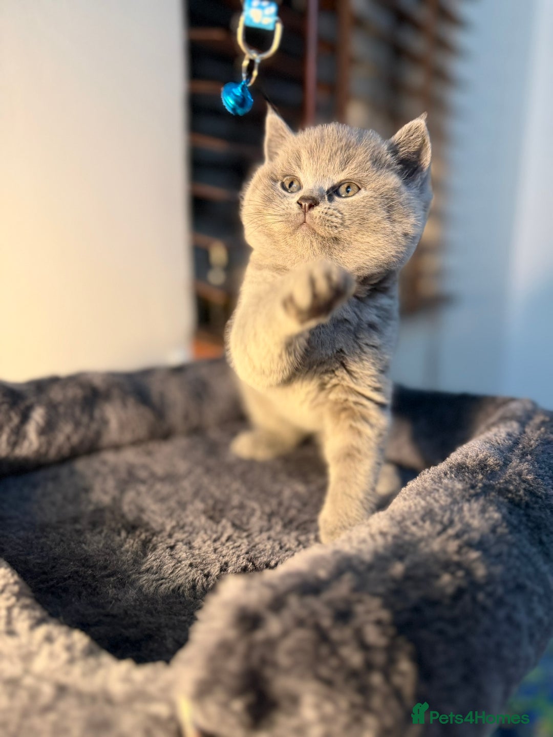 British Shorthair cats for sale: 🐾 British Shorthair × Scottish Straight Kittens - Advert 12