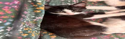 British Shorthair cats for sale: Lovely friendly black and white kittens  - Advert 2