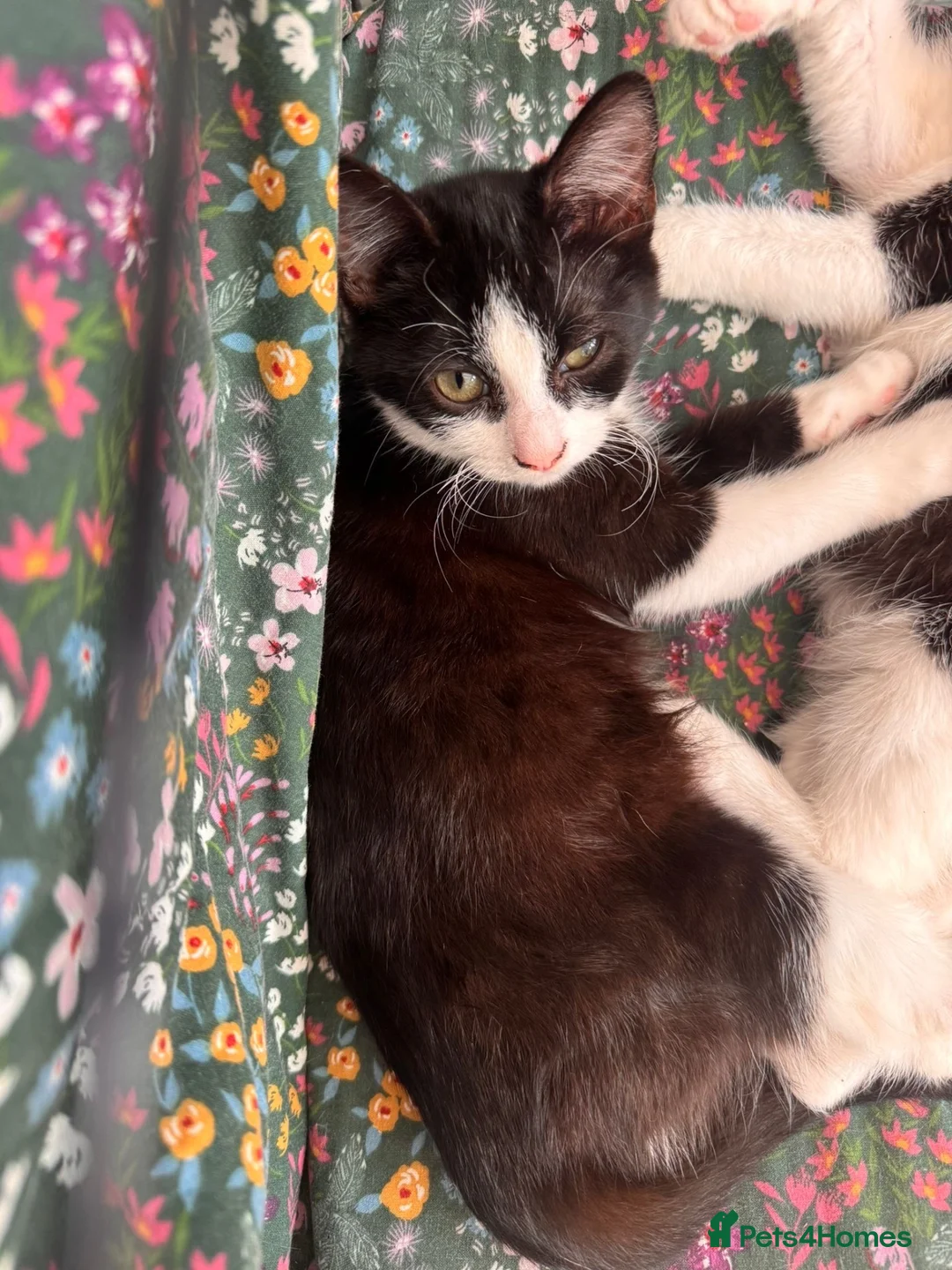 British Shorthair cats for sale: Lovely friendly black and white kittens  - Advert 2
