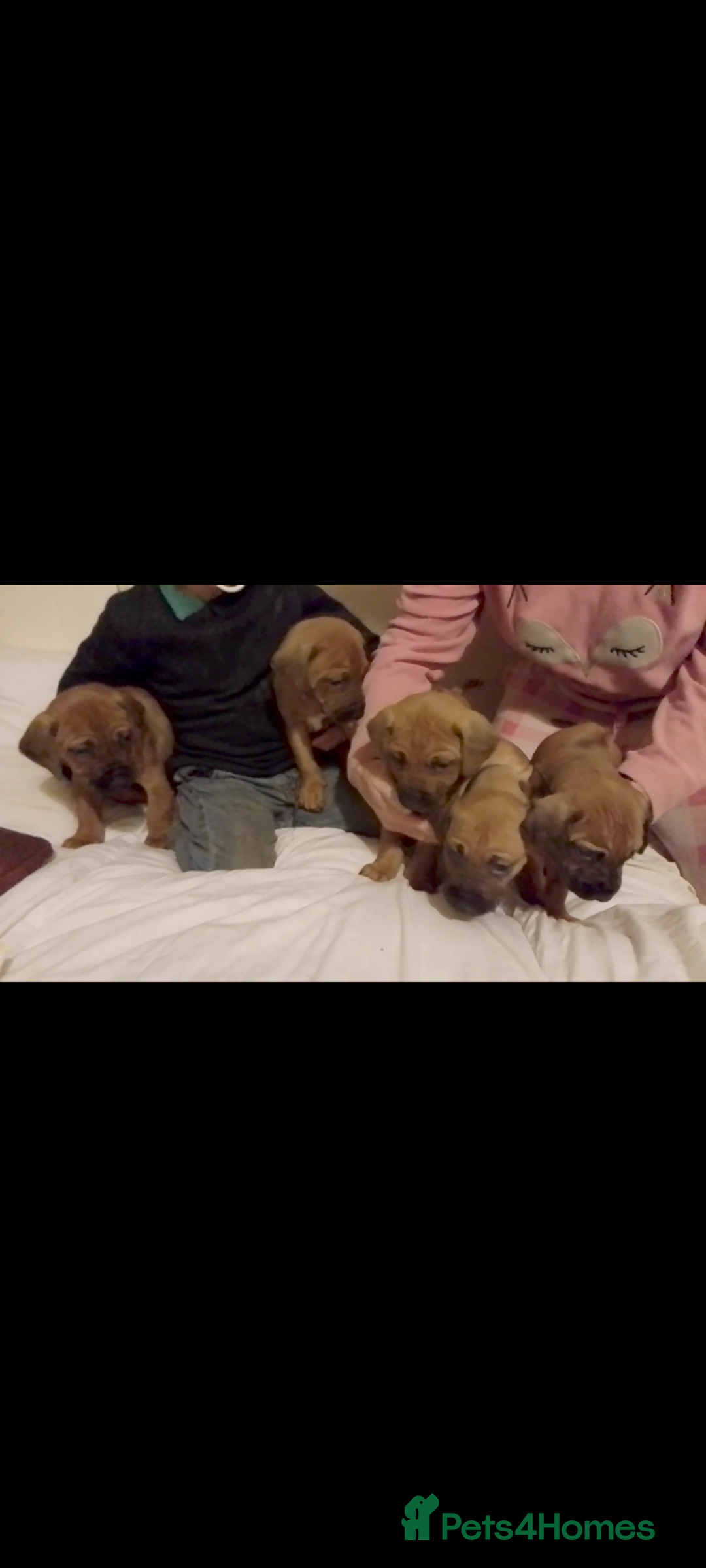 Rhodesian Ridgeback dogs for sale: Rhodesian Ridgeback Puppies - Advert 12