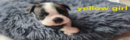 Boston Terrier dogs for sale: ⭐️KC registered beautiful Boston terrier puppies - Advert 7