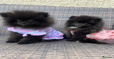 Pomeranian dogs in Scunthorpe - Advert 9