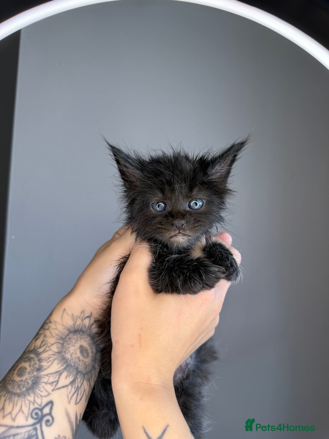 Maine Coon cats for sale: XL Russian maine coon kittens  in Market Rasen - Image 2
