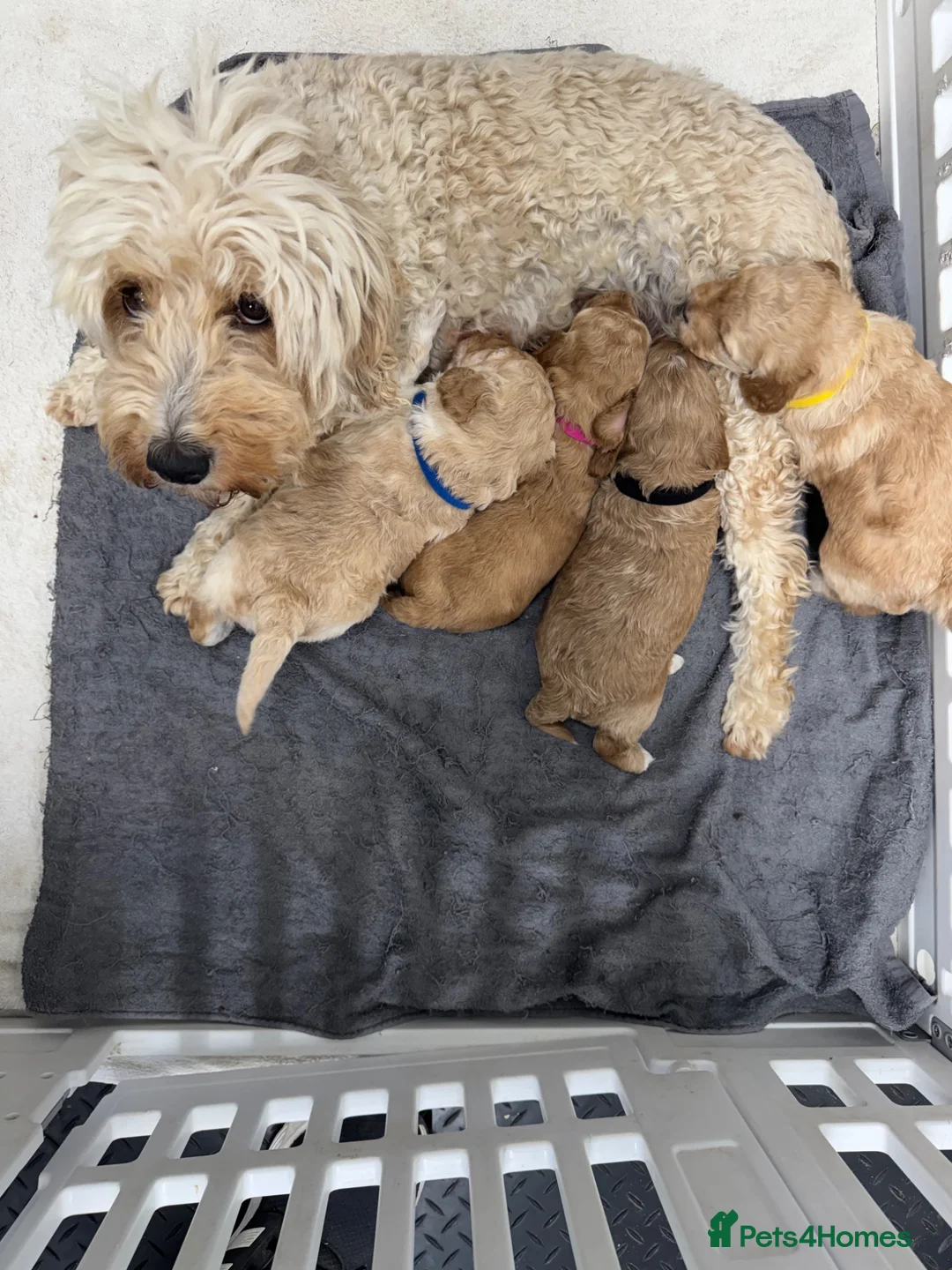 Cockapoo dogs for sale: F1b beautiful Cockapoo  - Advert 2