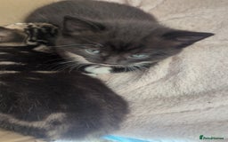 Mixed Breed cats for sale: 2 Sisters 1 Tabby and 1 Tuxedo Persian Mix - Image 11