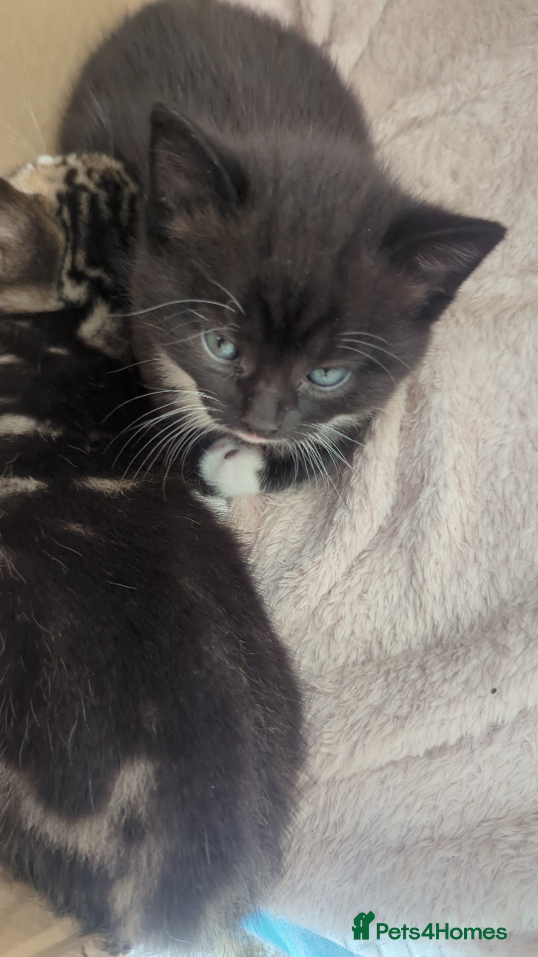Mixed Breed cats for sale: 2 Sisters 1 Tabby and 1 Tuxedo Persian Mix - Image 11