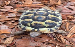 Hermann Tortoise reptiles for sale: 2022-24 Hermanns tortoises for sale - Image 6