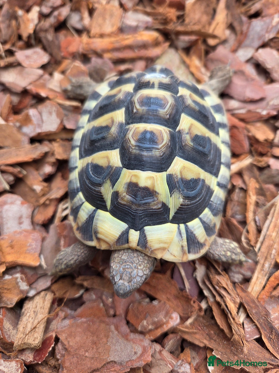 Hermann Tortoise reptiles for sale: 2022-24 Hermanns tortoises for sale - Image 6