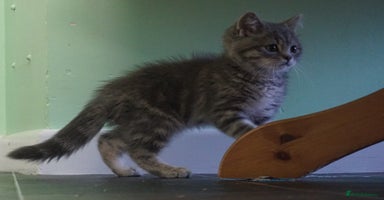 British Shorthair cats - Advert 7