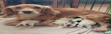 Mixed Breed 2