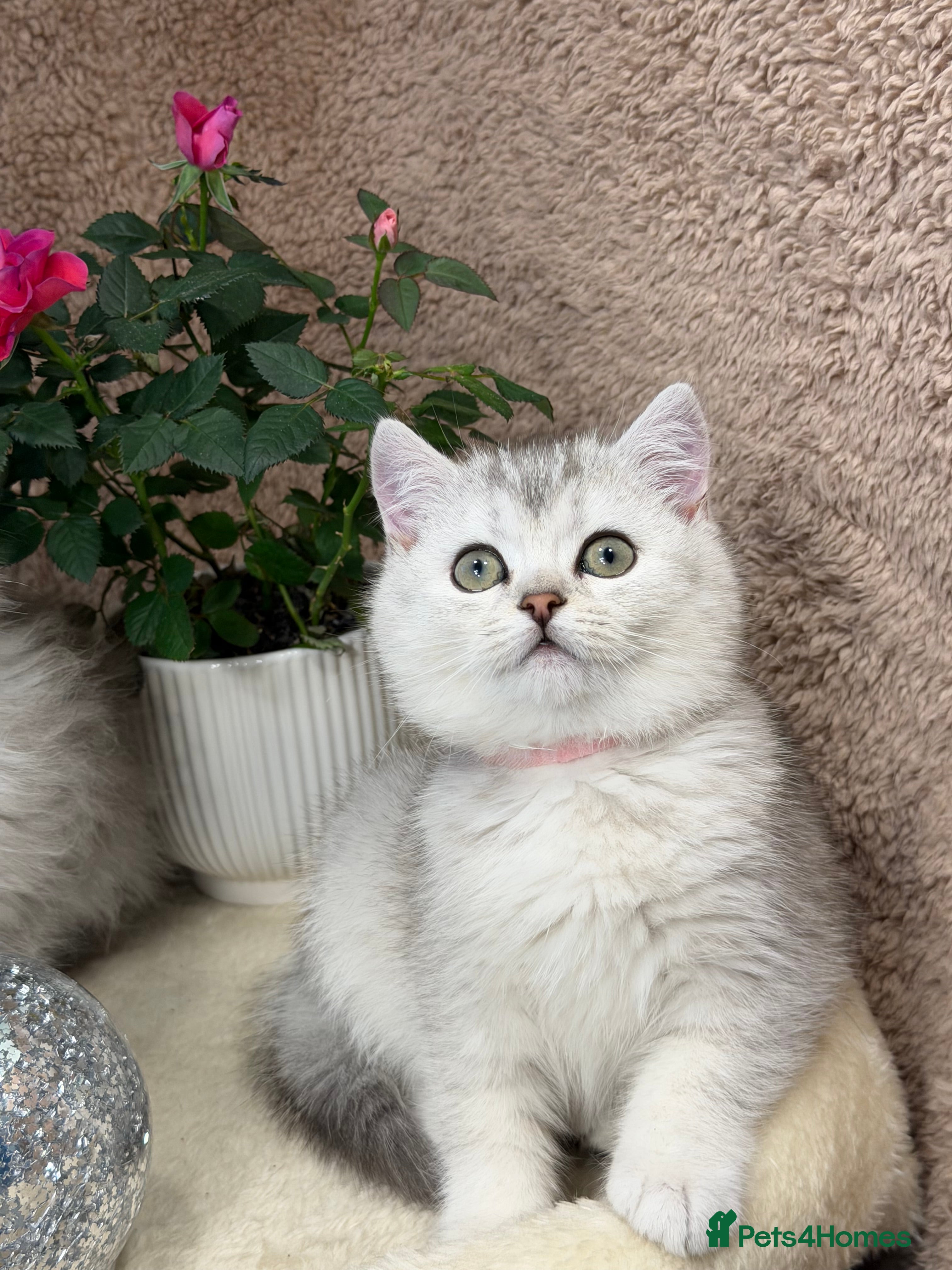 British Longhair cats British Longhair/Shorthair kittens TICA - Advert 3