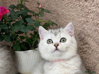 British Longhair cats British Longhair/Shorthair kittens TICA - Advert 14