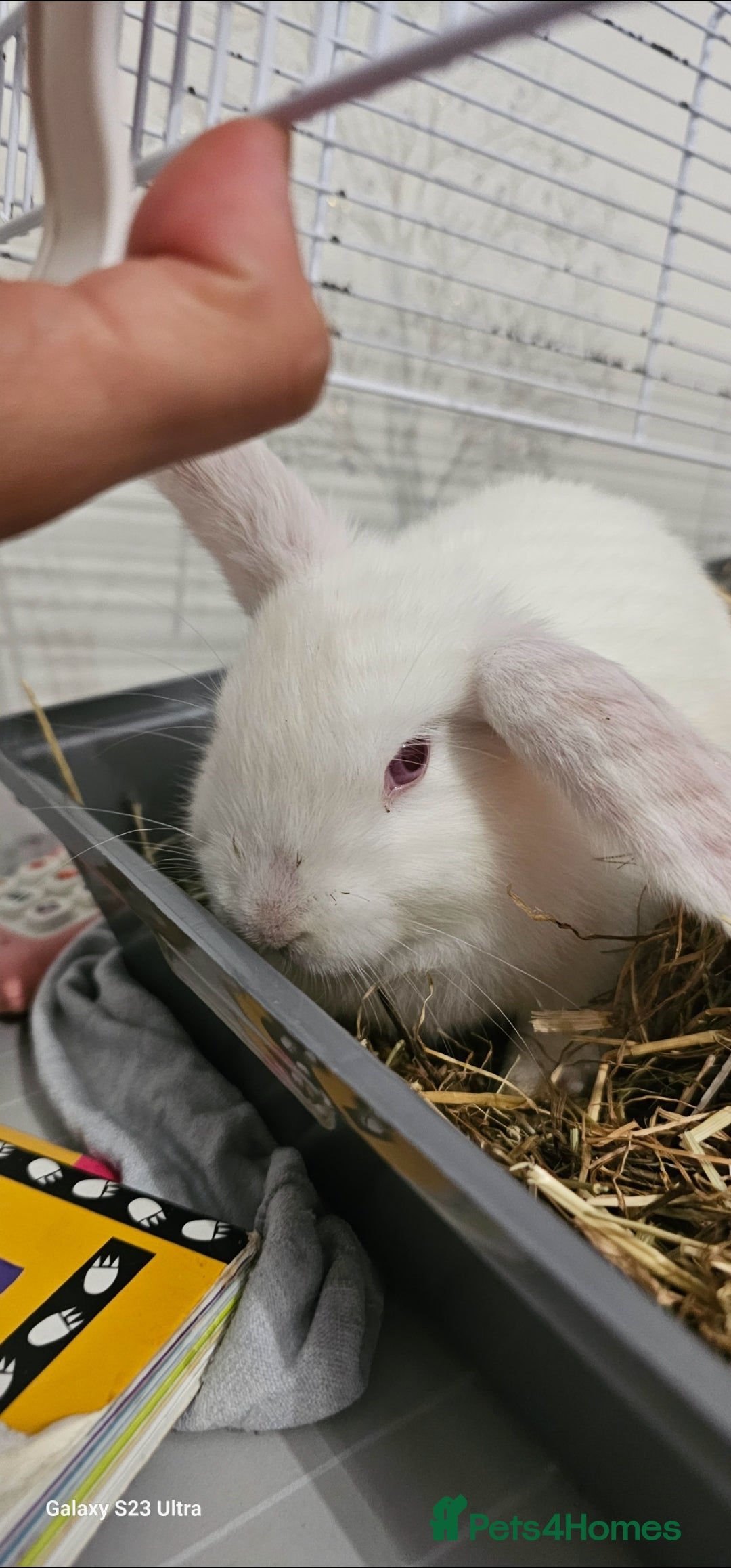 Mini Lion Lop rabbits for sale: Rabbit for sale - Image 2
