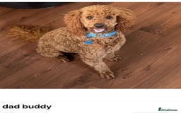 Cockapoo dogs for sale: f1b toy  stunning cockerpoos  - Image 31