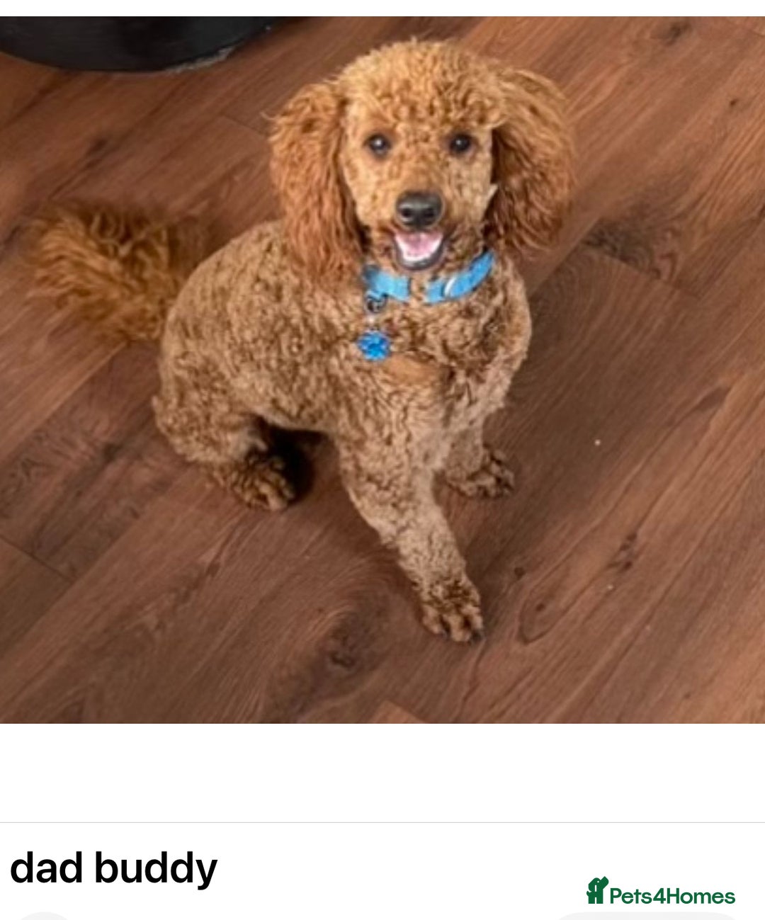 Cockapoo dogs for sale: f1b toy  stunning cockerpoos  - Image 31