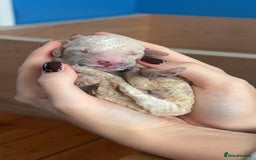 Mixed Breed dogs for sale: Bernedoodle - Image 9