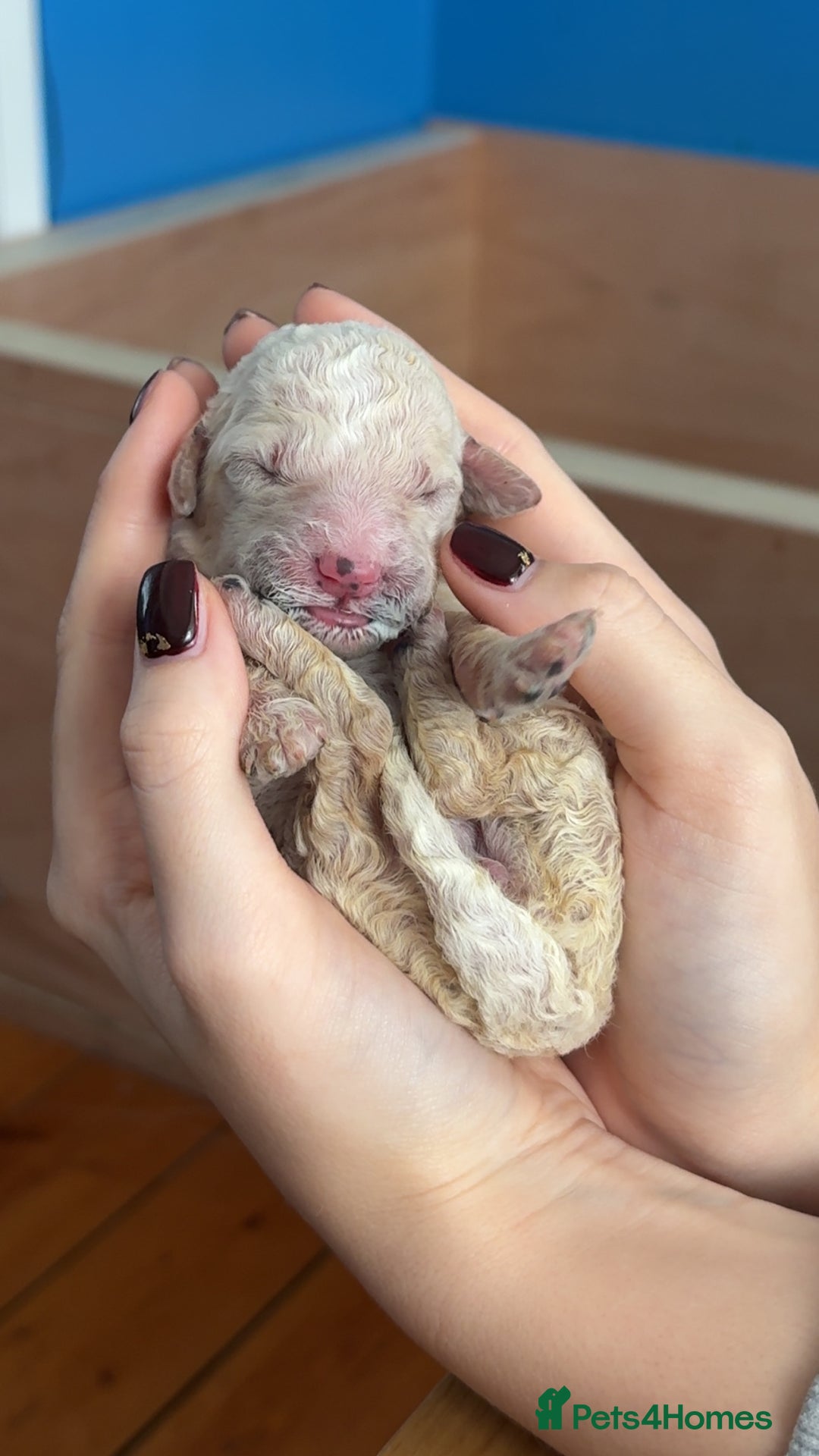 Mixed Breed dogs for sale: Bernedoodle - Image 9