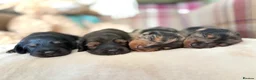 Miniature Dachshund dogs for stud: PROVEN SILVER DAPPLE & CREAM STUD🖤 - Advert 9