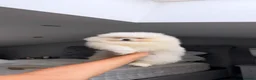 Pomeranian dogs for sale: SHOW QUALITY KOREAN WHITE POMERANIAN PUPPIES  - Advert 13