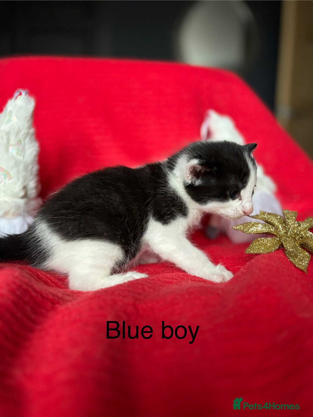 Mixed Breed cats for sale: Black and White fluffy kittens  - Advert 6