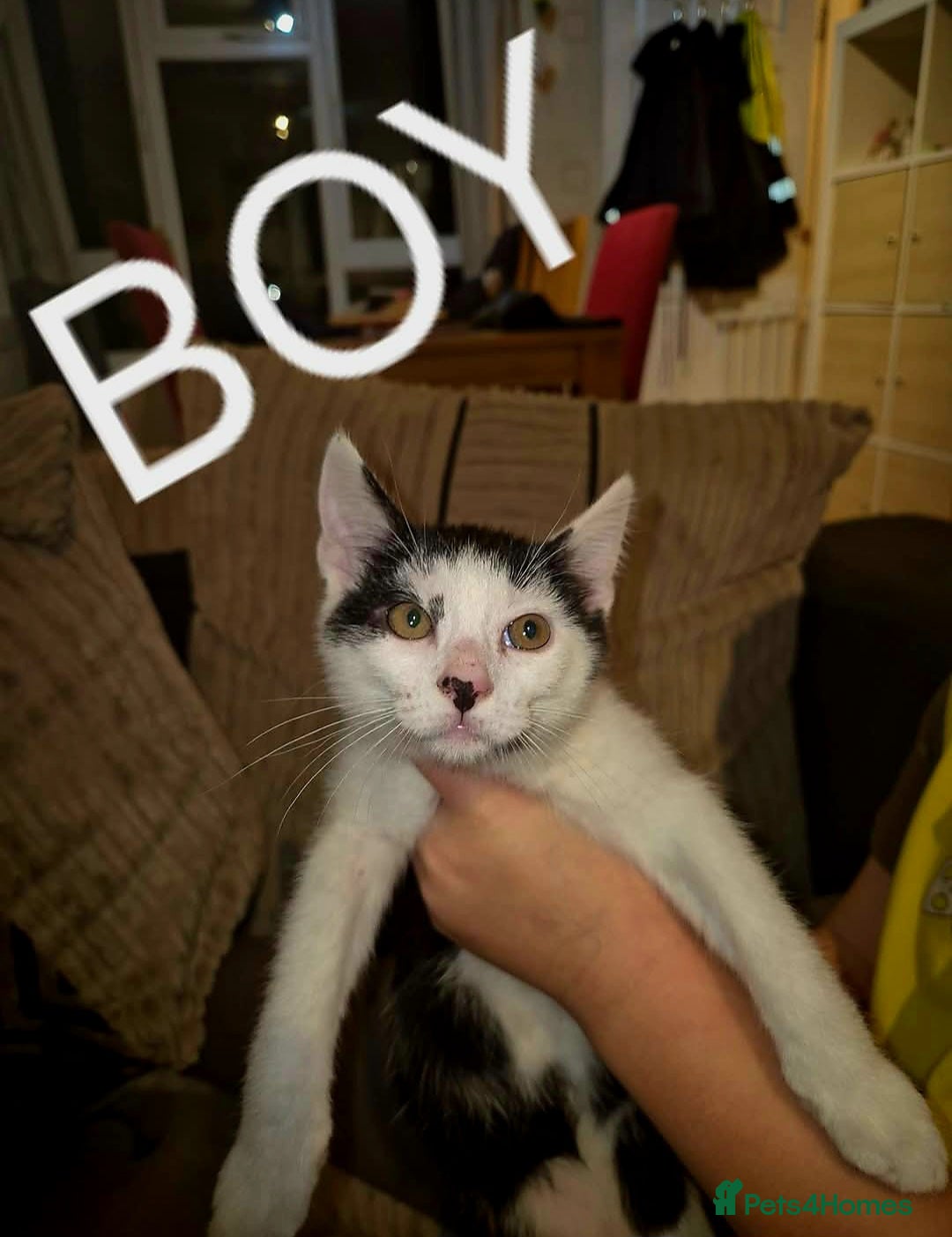 Domestic Shorthair cats for sale: Black and white kittens for sale - Image 3