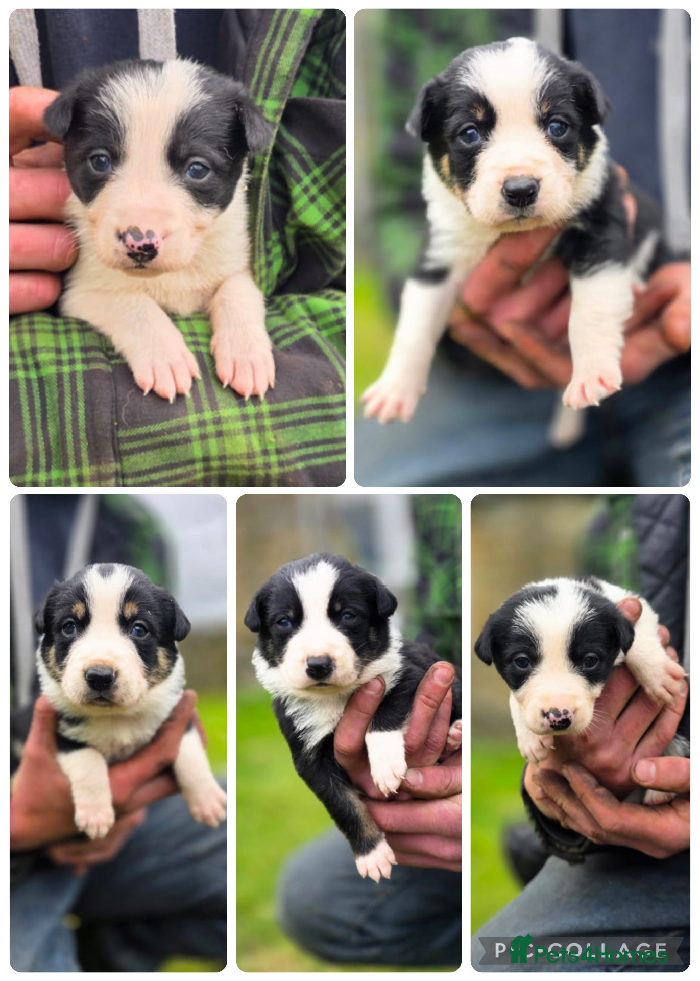 Border Collie dogs for sale: Tri coloured border collie pups  - Advert 1