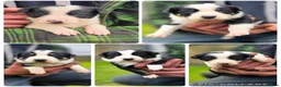 Border Collie dogs for sale: Tri coloured border collie pups  - Advert 1