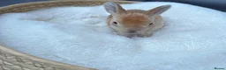 Mixed Breed rabbits for sale: Hand reared baby bunnies - Advert 6