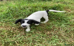 Mixed Breed dogs for sale: Border collie cross puppies  - Image 12