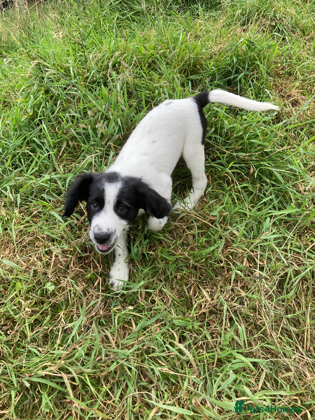 Mixed Breed dogs for sale: Border collie cross puppies  - Image 12