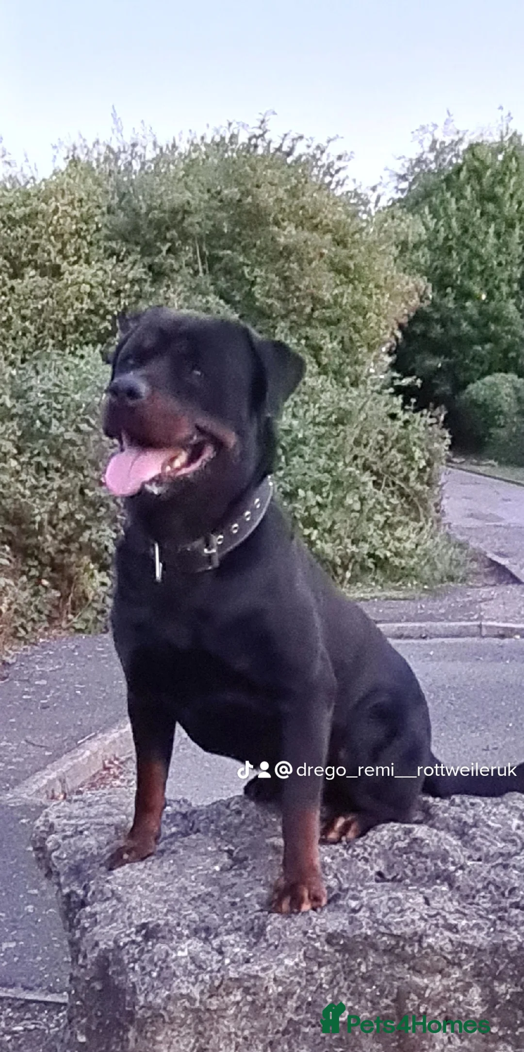 Rottweiler dogs for stud: **PROVEN** STUD ONLY  ROTTWEILER in Mansfield - Advert 5