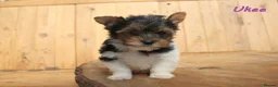 Biewer Terrier dogs for sale: ✨ Stunning Biewer & Merle Yorkies – Ready 09 Apr ✨ - Advert 5