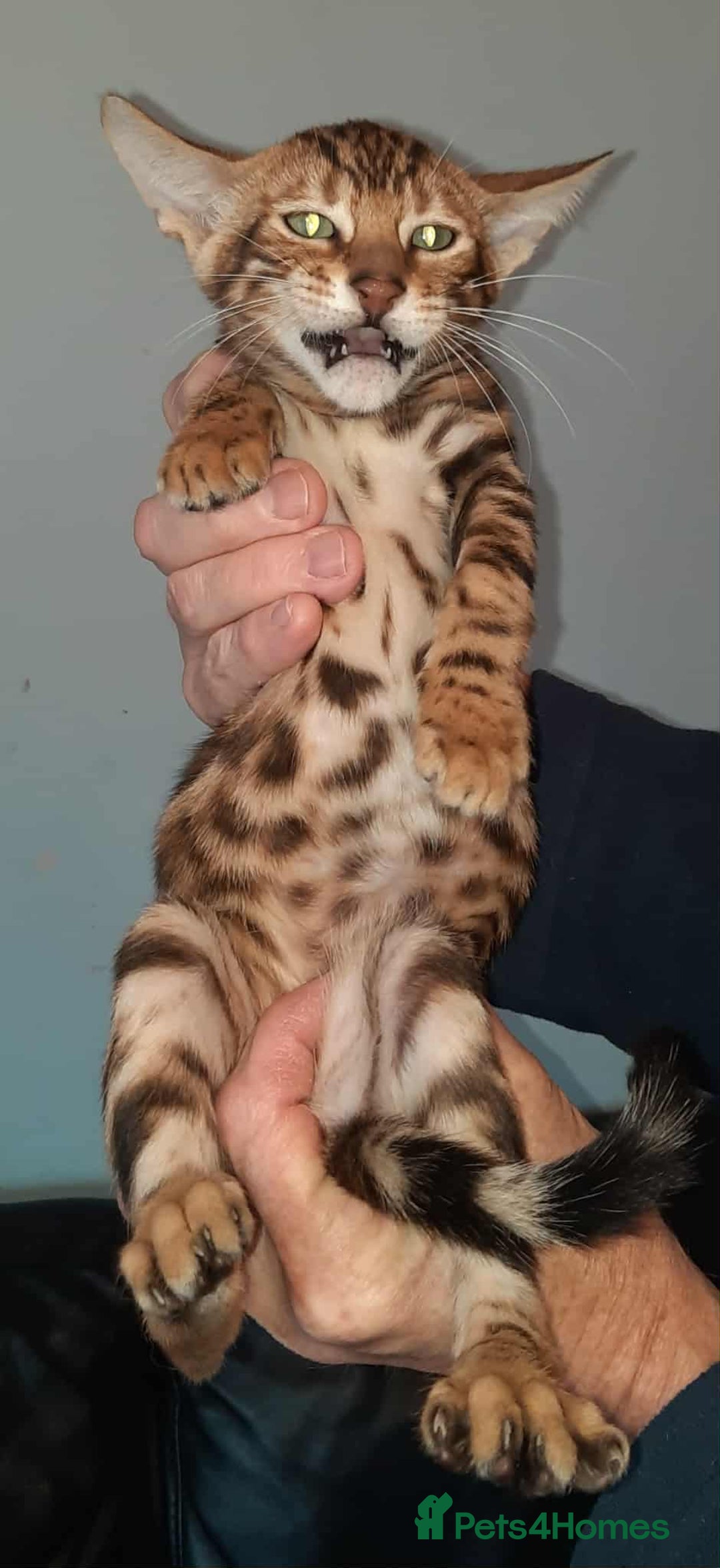 Toyger cats for sale: STUNNING TICA REG, PEDIGREE TOYGER CUBS - Image 14