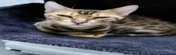 Bengal cats for sale: Female glitter Bengal for sale - Advert 7