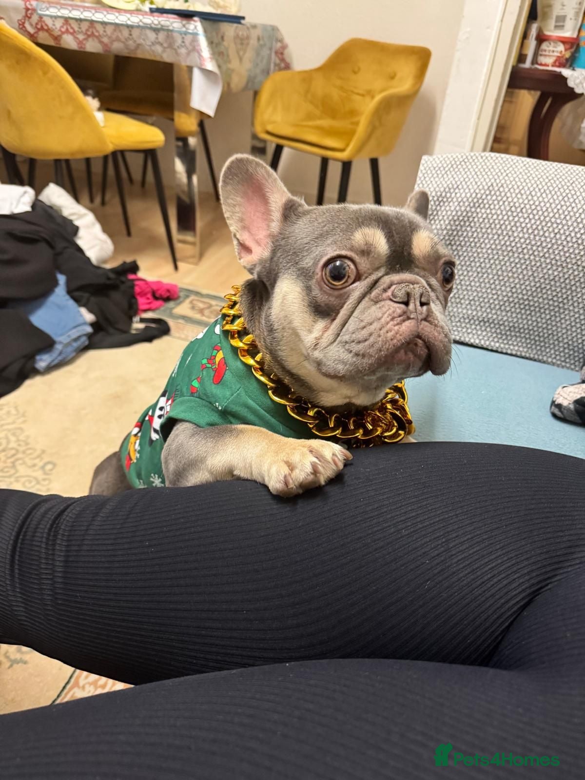 French Bulldog dogs French bulldog  - Advert 16