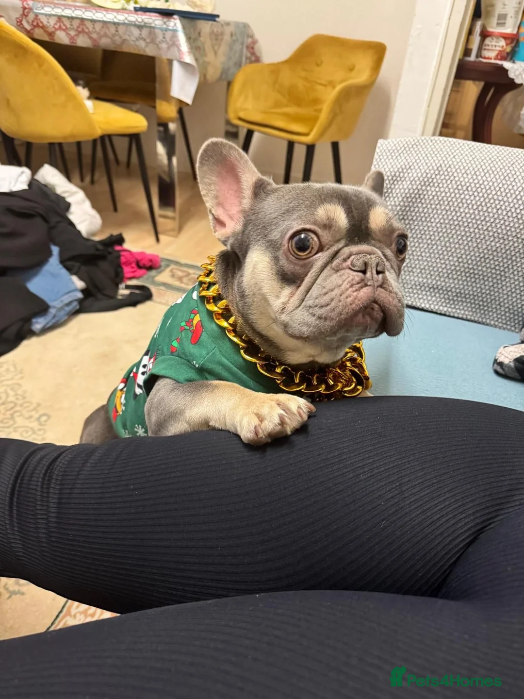 French Bulldog dogs for sale: French bulldog  - Advert 1