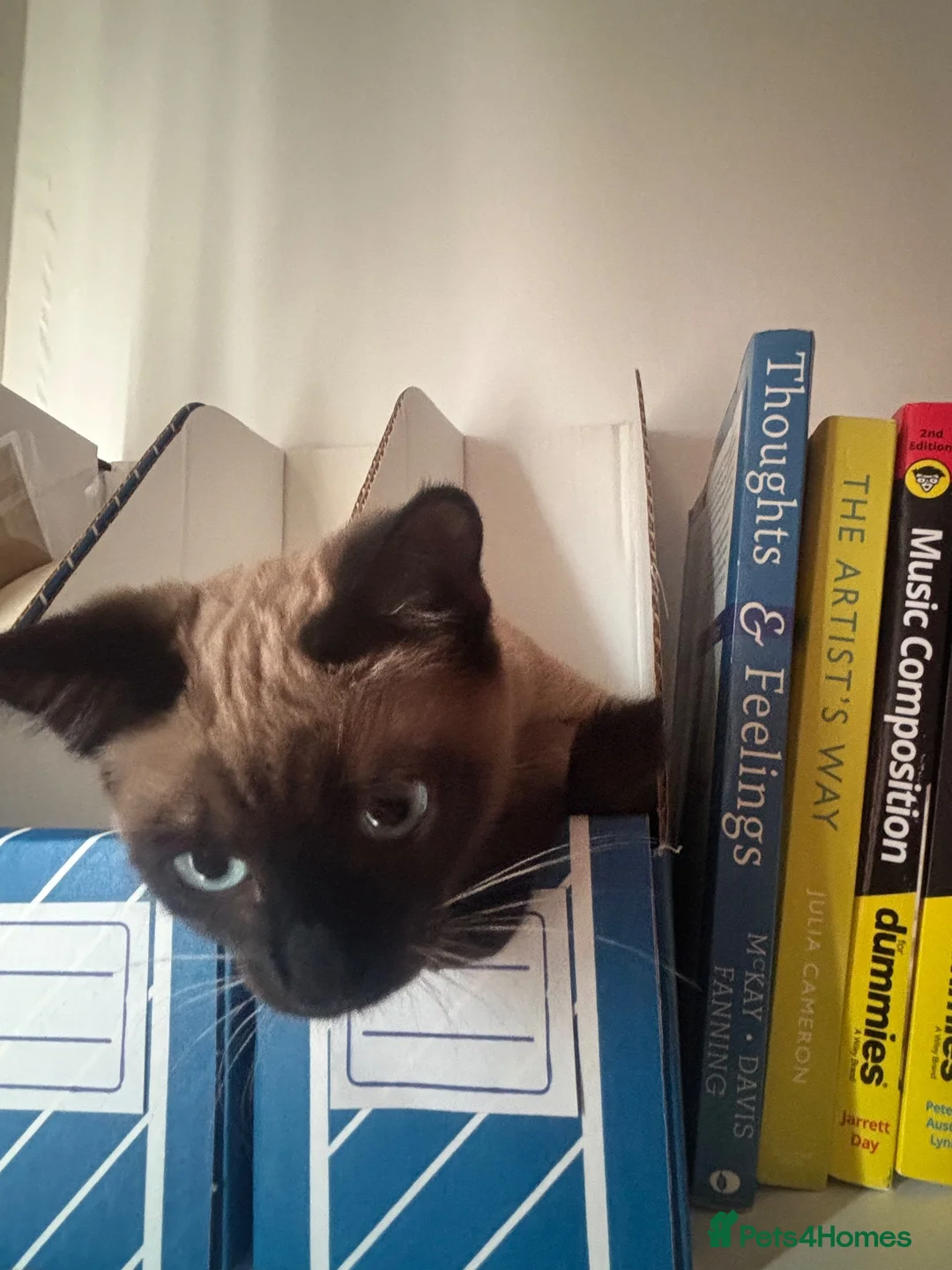 Mixed Breed cats for sale: Beautiful Kittens Looking for Their Forever Homes! - Advert 7