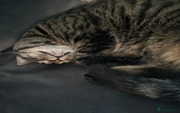 Mixed Breed cats for sale: 2 gorgeous girls tabby and tortoise shell - Image 18