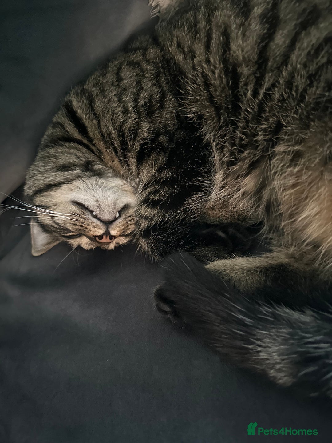 Mixed Breed cats for sale: 2 gorgeous girls tabby and tortoise shell - Image 18