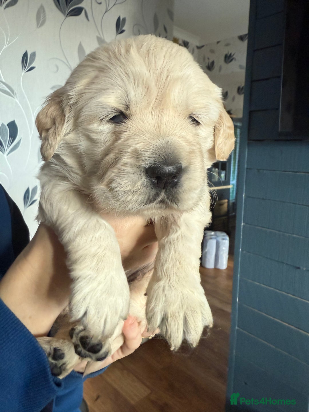 Golden Retriever dogs for sale: Kc health tested golden retrievers  - Advert 11