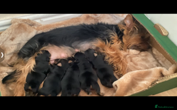 Yorkshire Terrier dogs for sale: Puppies for sale - Image 1