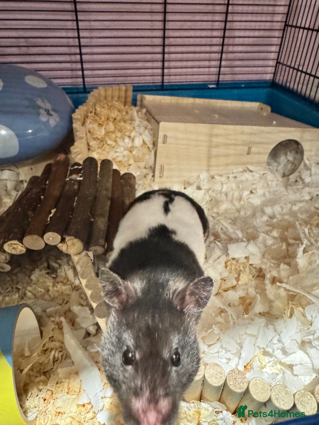 Hamster rodents for sale: Tame older hamsters  - Advert 6