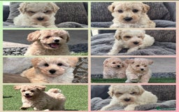 Poochon dogs for sale: 🌟 Adorable Poochon Puppies🌟 - Image 1