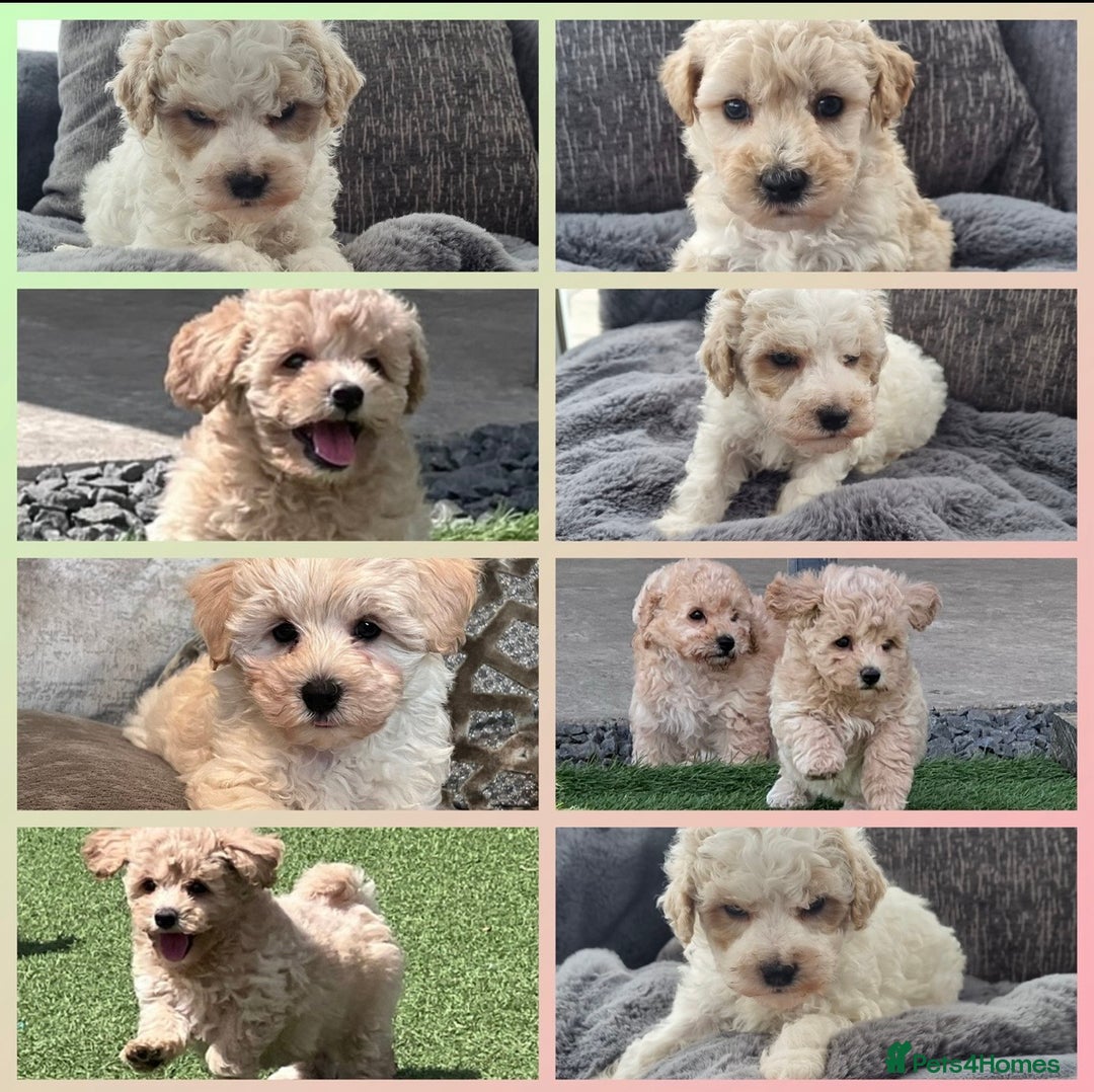 Poochon dogs for sale: 🌟 Adorable Poochon Puppies🌟 - Image 1