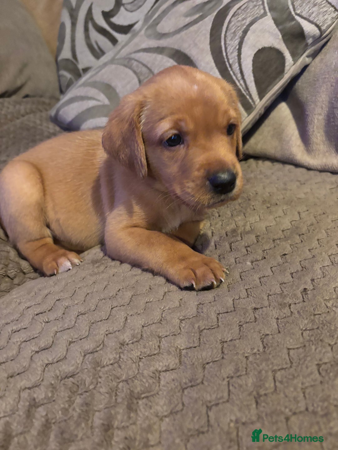 Labrador Retriever dogs for sale: Labrador  - Advert 7