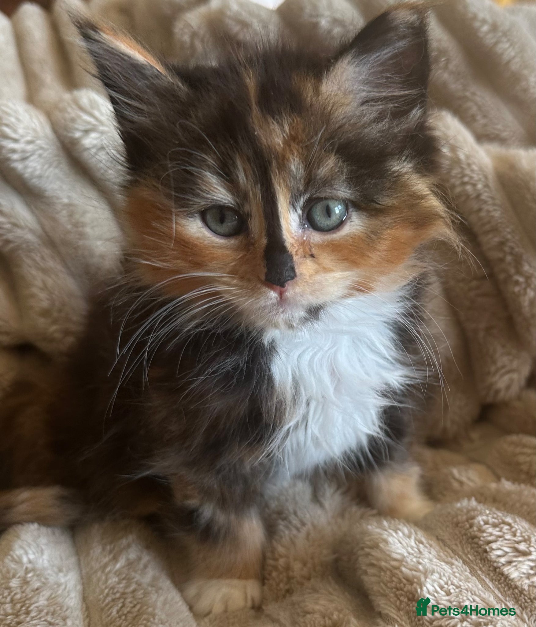 Ragcoon cats Ragdoll x Maine Coon  - Advert 2